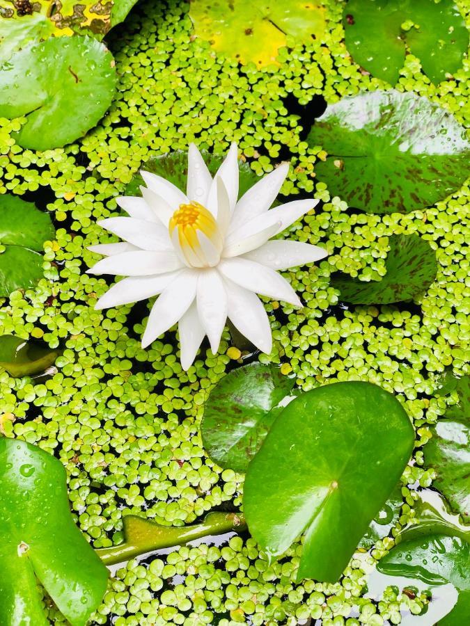 Pearl House Resort Anuradhapura Kültér fotó