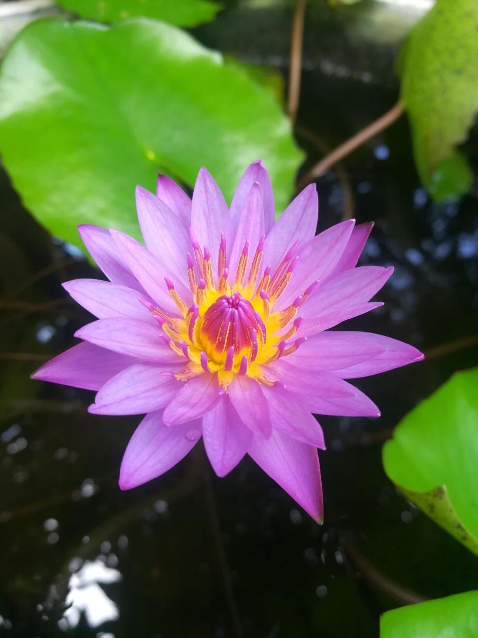 Pearl House Resort Anuradhapura Kültér fotó